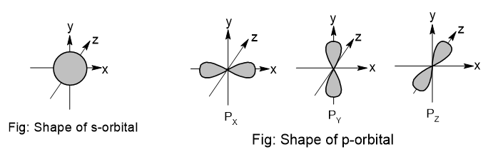 shape of S and P orbital