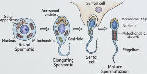 Spermiogenesis