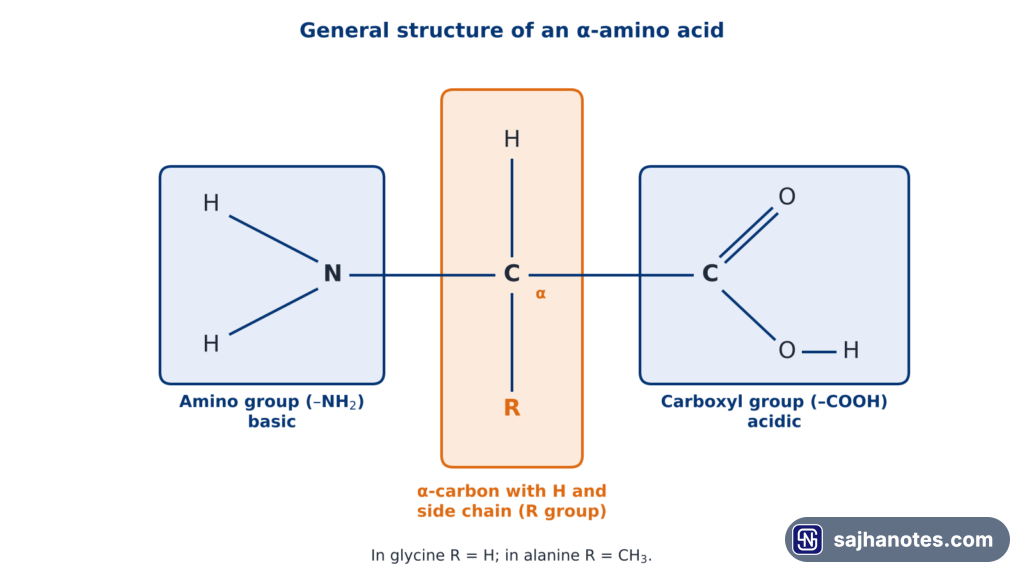 amino acids and proteins- General structure of an alpha-amino acid showing the amino group, the alpha-carbon with hydrogen and R side chain, and the carboxyl group.