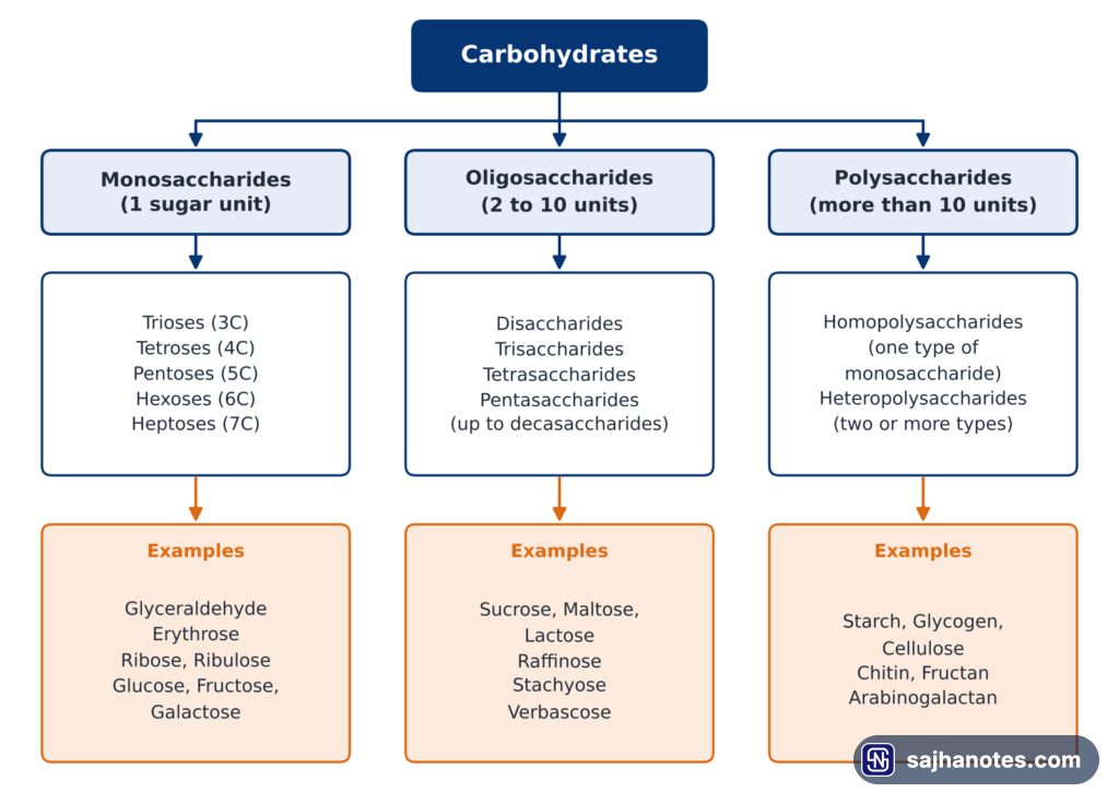 Classification of carbohydrates into monosaccharides, oligosaccharides and polysaccharides with their types and examples.