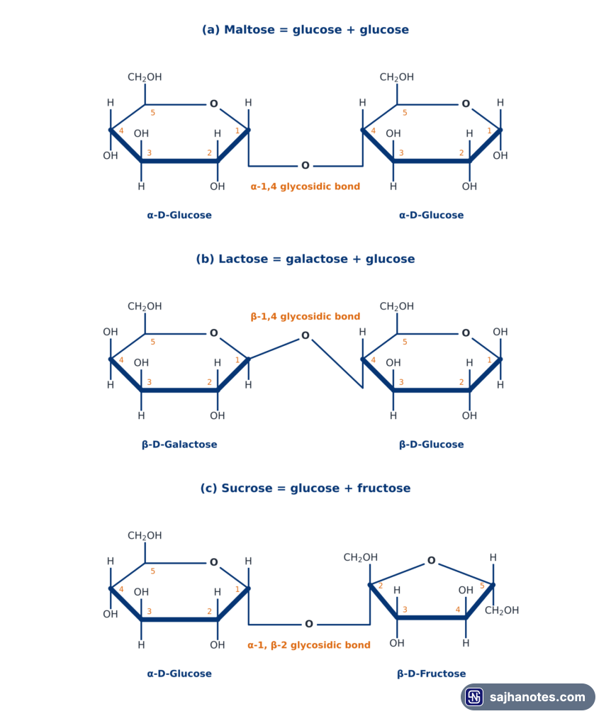 Haworth structures of maltose, lactose and sucrose showing the alpha-1,4, beta-1,4 and alpha-1, beta-2 glycosidic bonds.