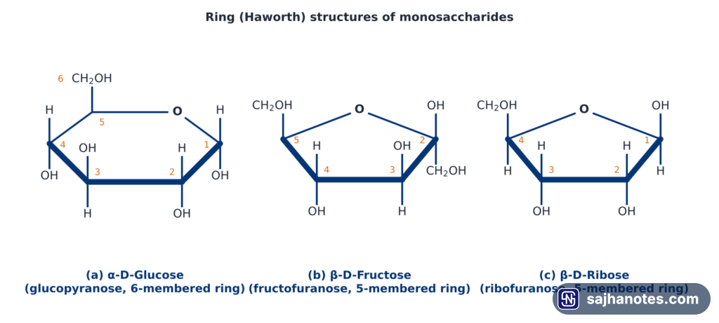 Haworth ring structures of alpha-D-glucose, beta-D-fructose and beta-D-ribose with numbered carbon atoms.