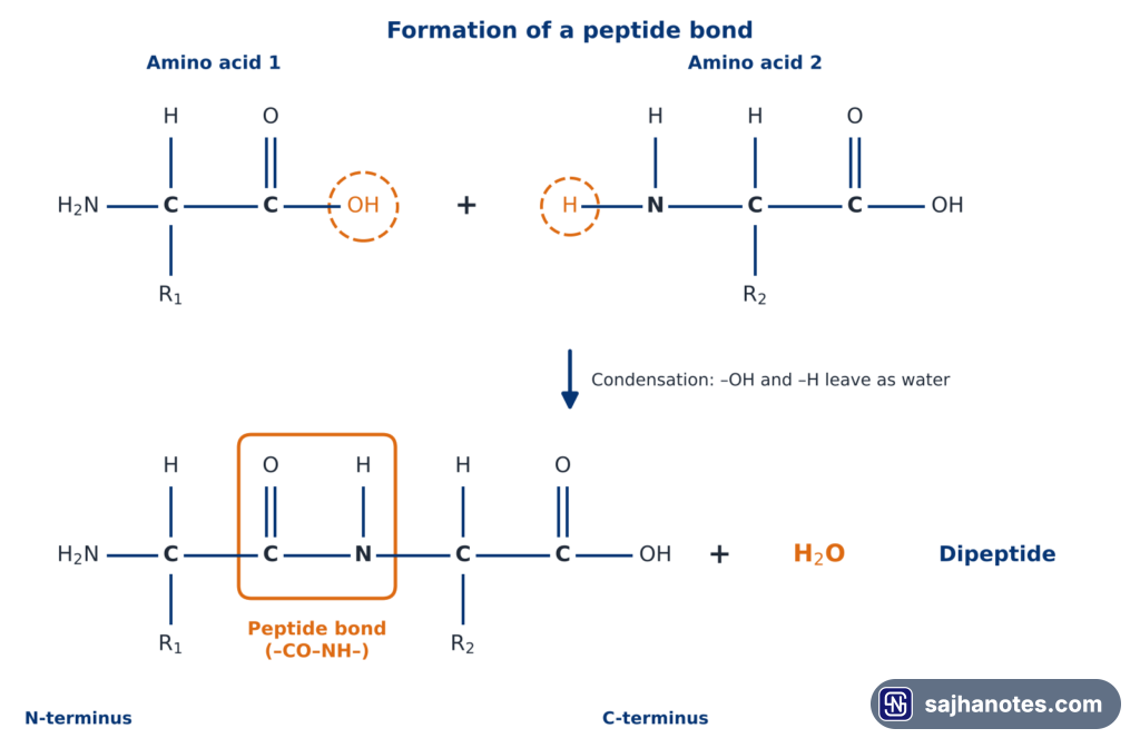 Two amino acids joining by condensation to form a dipeptide and water, with the peptide bond CO-NH boxed and the N-terminus and C-terminus marked.