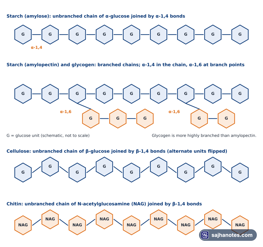Schematic chains of amylose, branched amylopectin or glycogen, cellulose and chitin showing their glycosidic bonds.