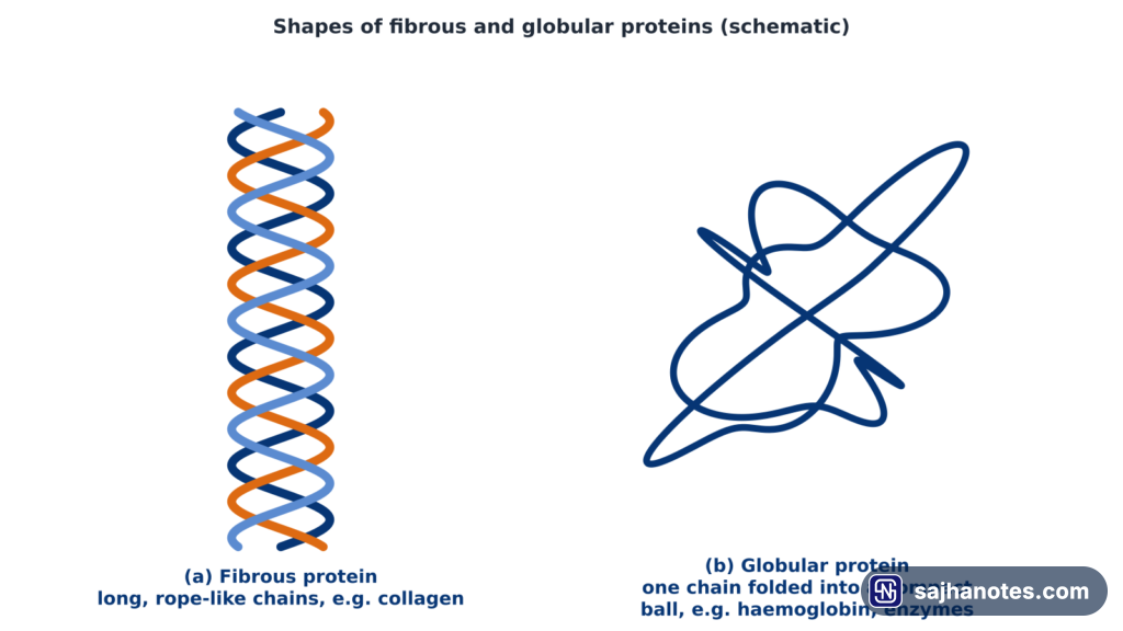 Schematic of a fibrous protein as three chains twisted into a rope and a globular protein as one chain folded into a ball.