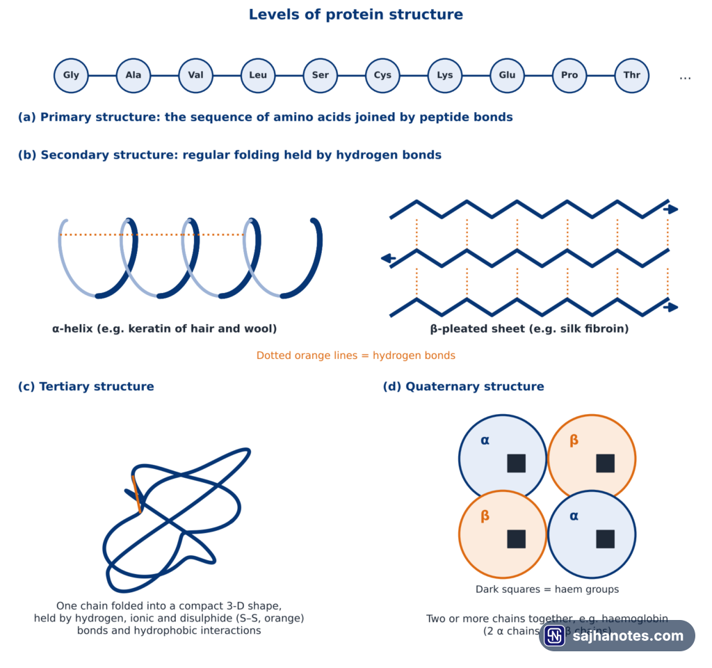 Schematic of the four levels of protein structure: a chain of amino acids, an alpha-helix and a beta-pleated sheet, a folded tertiary chain, and four chains of haemoglobin.