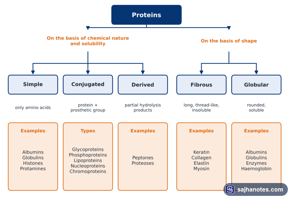 Classification of proteins by chemical nature into simple, conjugated and derived proteins, and by shape into fibrous and globular proteins, with examples