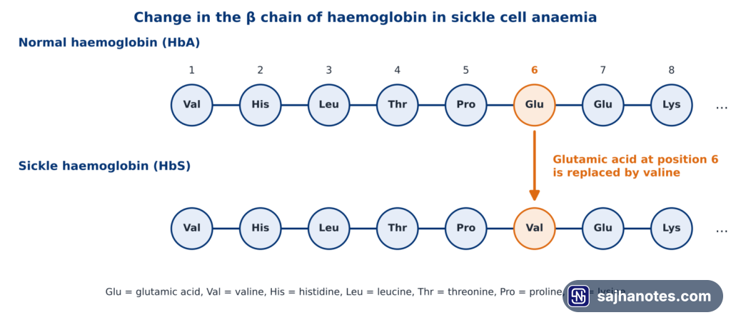 First eight amino acids of the haemoglobin beta chain in normal and sickle haemoglobin, showing glutamic acid at position 6 replaced by valine.